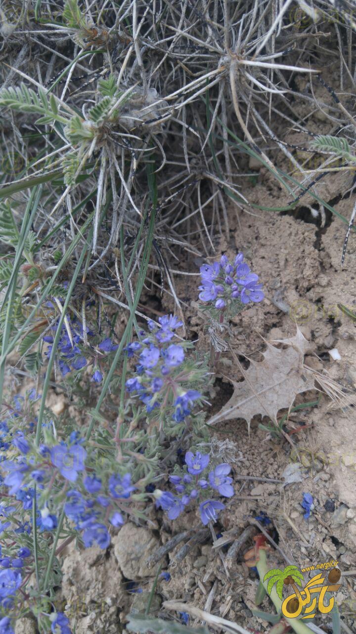 water speedwell